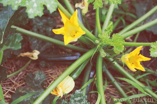 治愈系的花卉风景图片素材(1 /6 )