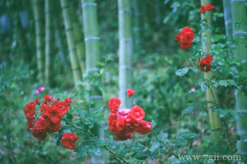 治愈系的花卉风景图片素材(1 /6 )