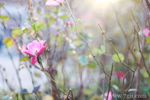 治愈系的花卉风景图片素材(1 /6 )