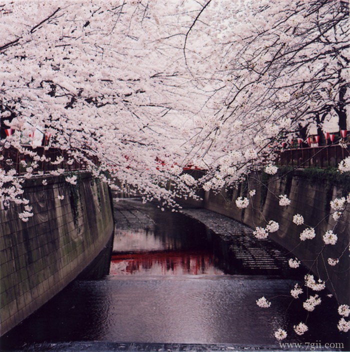 大自然的高清花卉风景图片