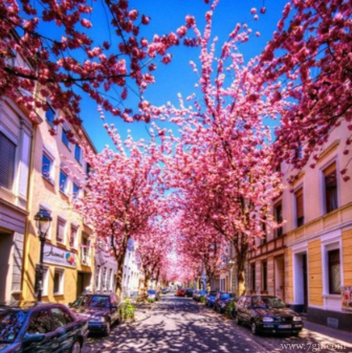 大自然的高清花卉风景图片