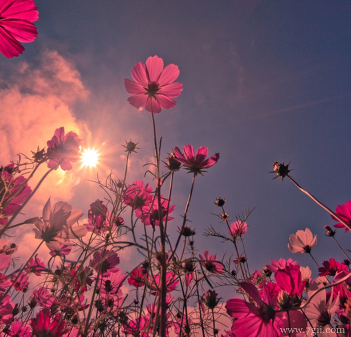 大自然的高清花卉风景图片