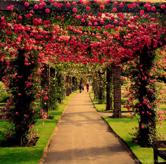 大自然的高清花卉风景图片