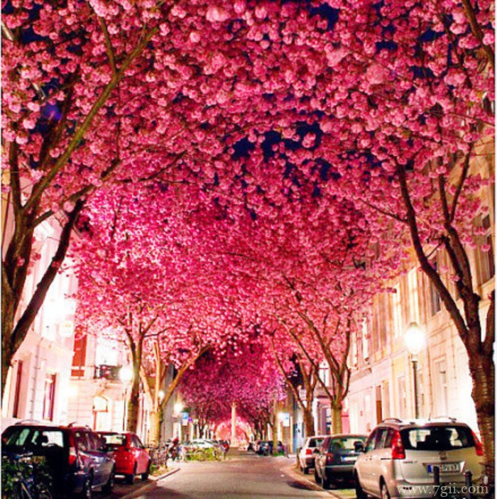 大自然的高清花卉风景图片