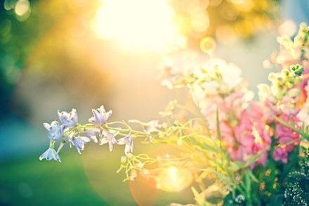 好看的花卉意境图片大全