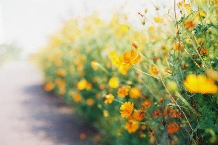 好看的花卉意境图片大全