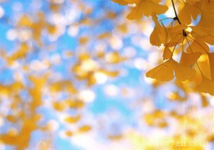 好看的花卉意境图片大全