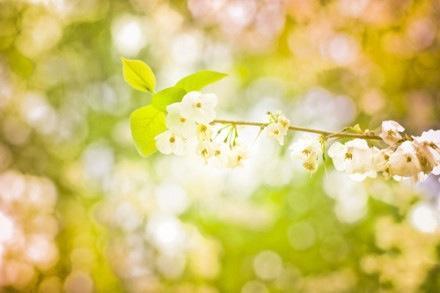 好看的花卉意境图片大全