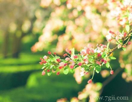 好看的花卉意境图片大全