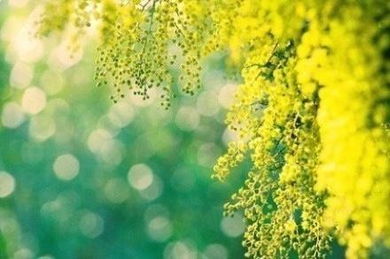 好看的花卉意境图片大全