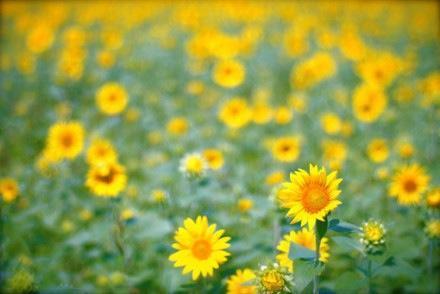 好看的花卉意境图片大全