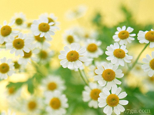 春天百花盛开的唯美图片写真