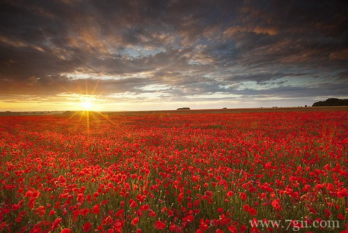 春天百花盛开的唯美图片写真