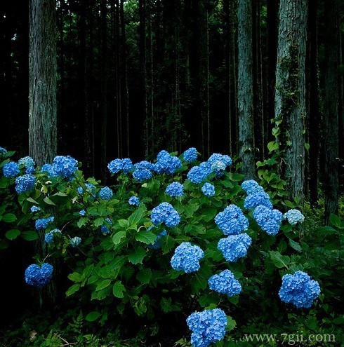 春天百花盛开的唯美图片写真