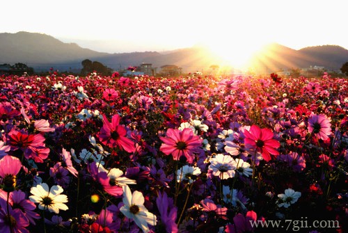 春天百花盛开的唯美图片写真