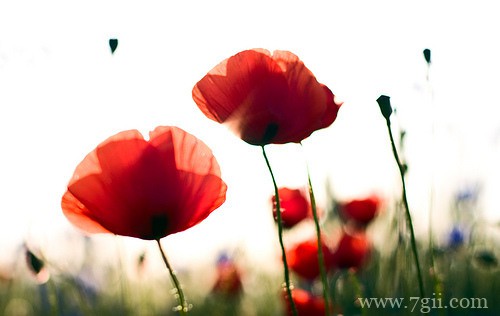 春天百花盛开的唯美图片写真