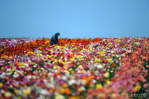 春天百花盛开的唯美图片写真