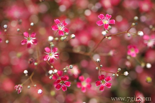 春天百花盛开的唯美图片写真