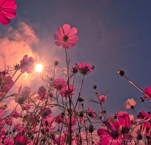 春天百花盛开的唯美图片写真