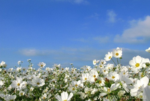 春天百花盛开的唯美图片写真