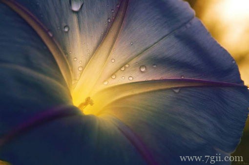清晨的露水花朵唯美图片写真