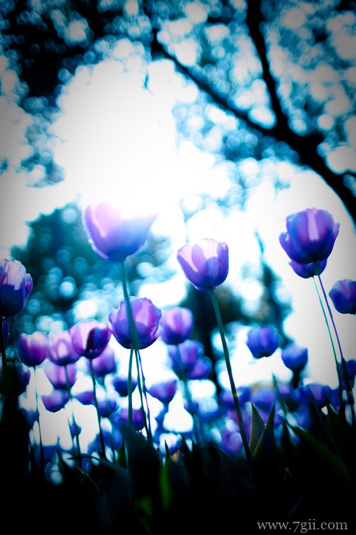 小清新花卉风景唯美图片(1 /6 )