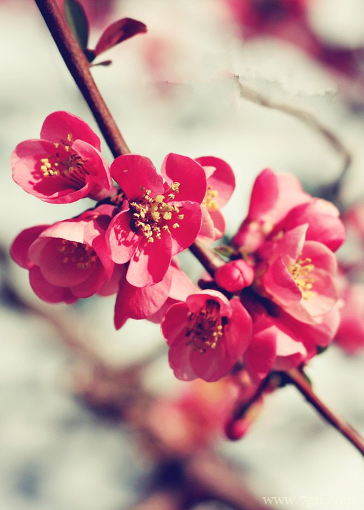 小清新花卉风景唯美图片(1 /6 )