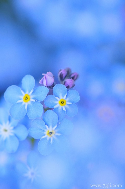 小清新花卉风景唯美图片(1 /6 )