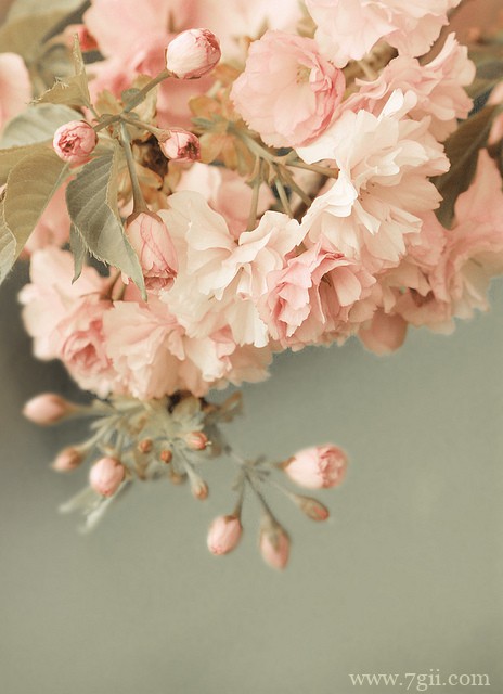 小清新花卉风景唯美图片(1 /6 )