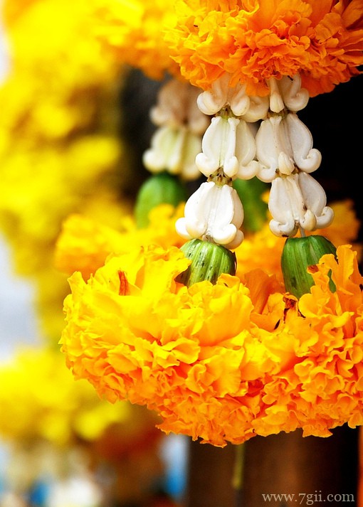 小清新花卉风景唯美图片(1 /6 )