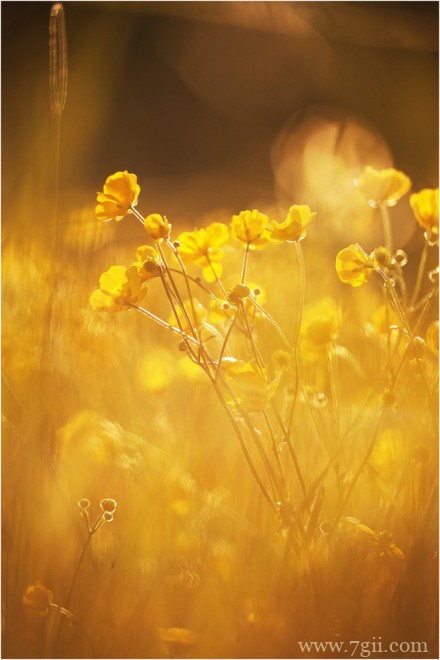 唯美伤感小清新花卉风景图片