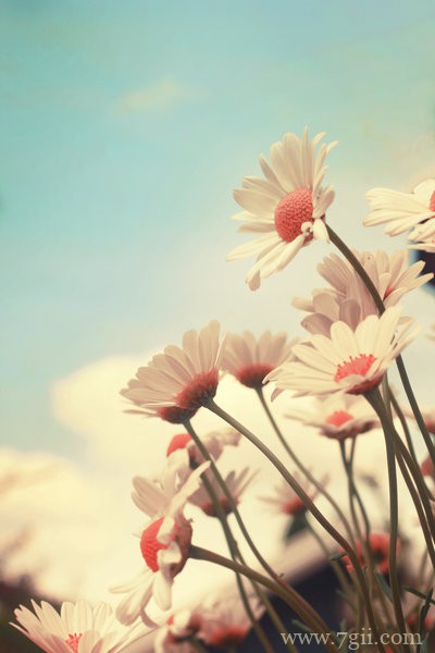 唯美伤感小清新花卉风景图片