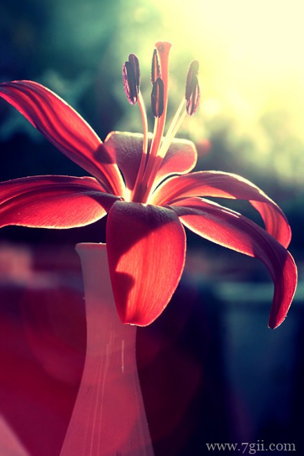 唯美伤感小清新花卉风景图片