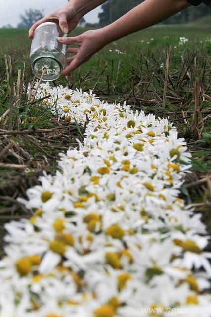 唯美伤感小清新花卉风景图片