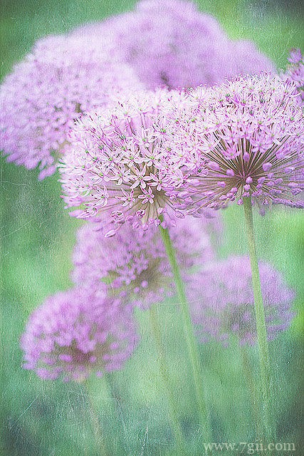 唯美伤感小清新花卉风景图片