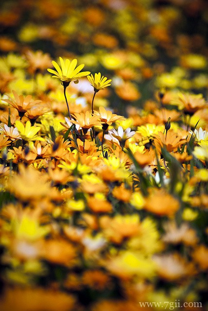 唯美伤感小清新花卉风景图片