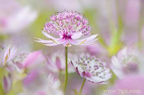 唯美风景图片大全高清花卉(1 /6 )