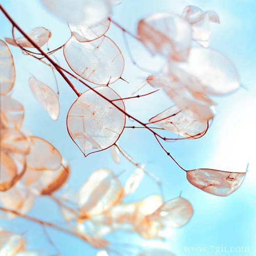 唯美风景图片大全高清花卉(1 /6 )