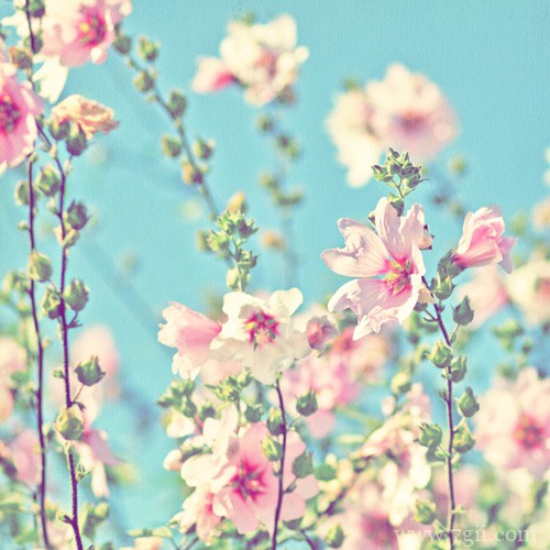 唯美的风景图片花卉高清大全(1 /6 )