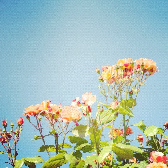 唯美的风景图片花卉高清大全(1 /6 )