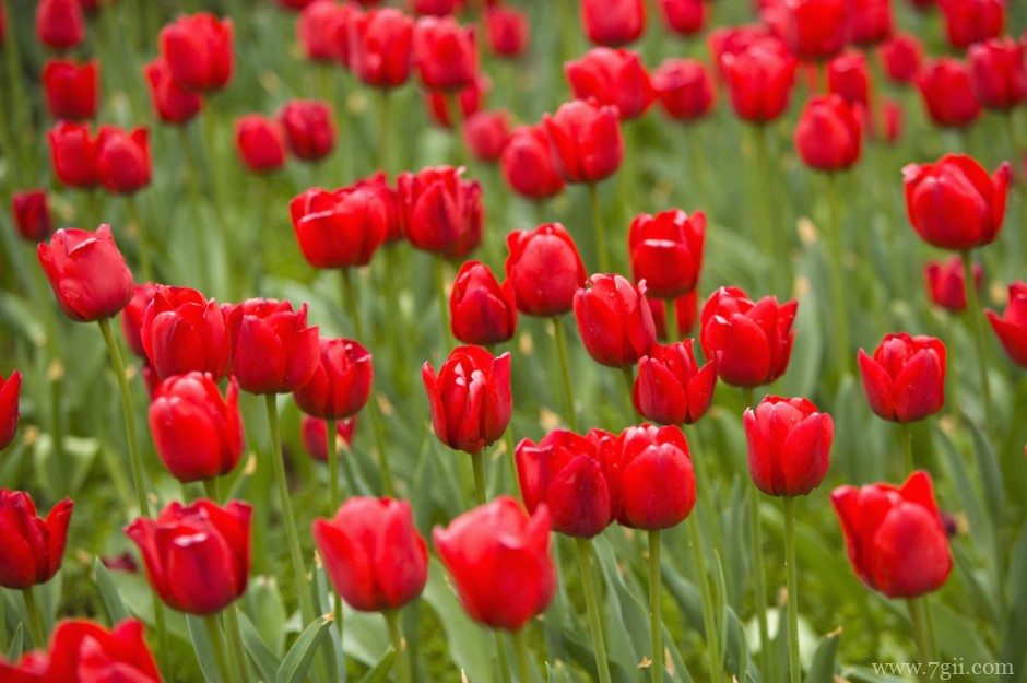 春天花卉清新红色风景图片