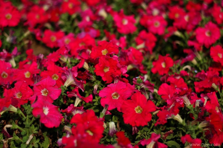 春天花卉清新红色风景图片