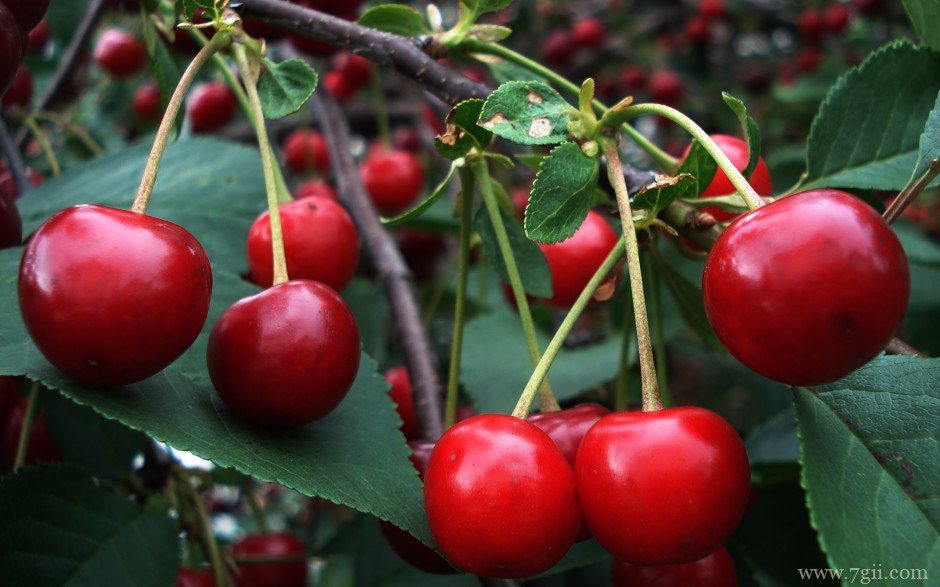 春天花卉清新红色风景图片