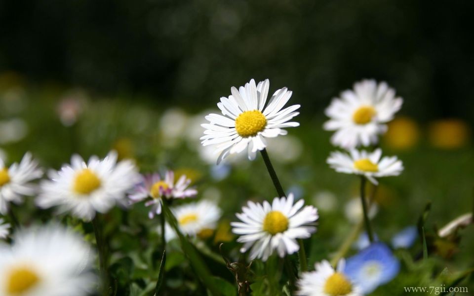 好看的雏菊生气盎然盛开高清唯美花卉壁纸图片