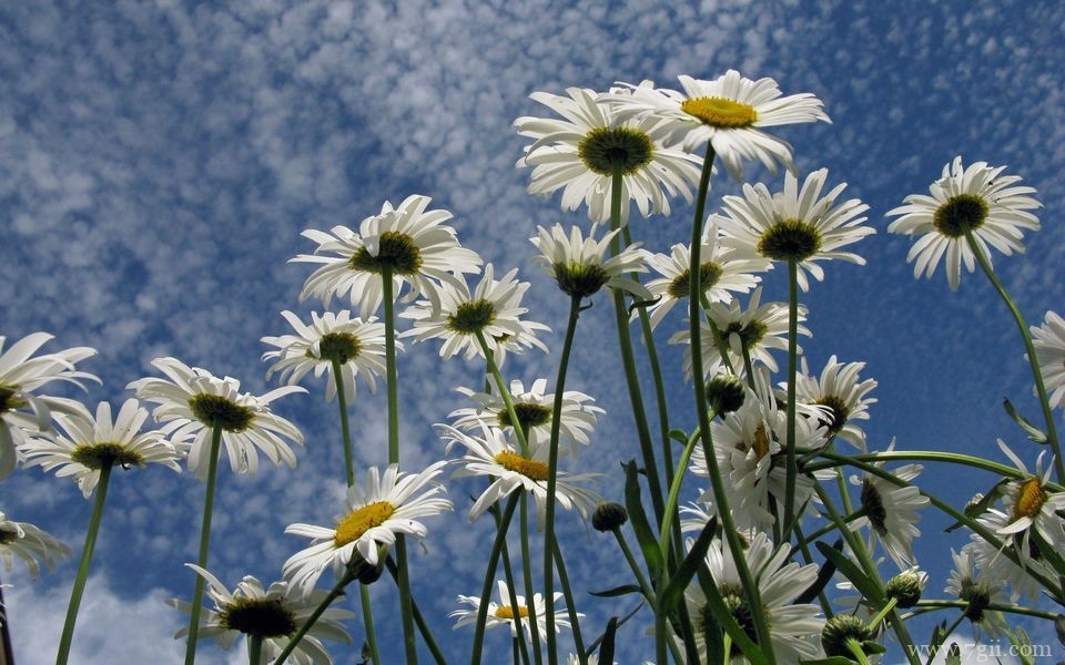 好看的雏菊生气盎然盛开高清唯美花卉壁纸图片