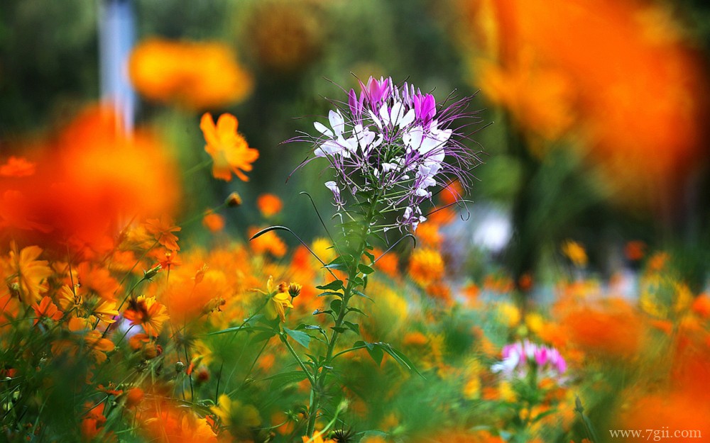 植物醉蝶花的高清唯美壁纸图片