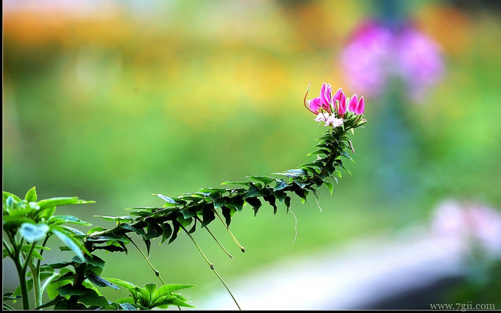 植物醉蝶花的高清唯美壁纸图片