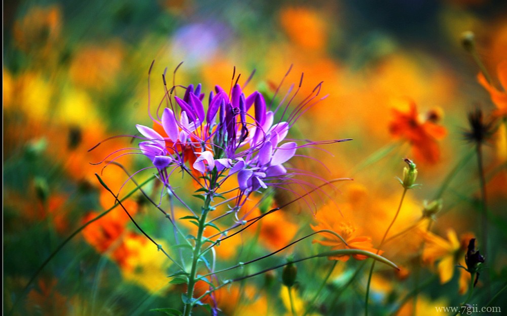 植物醉蝶花的高清唯美壁纸图片