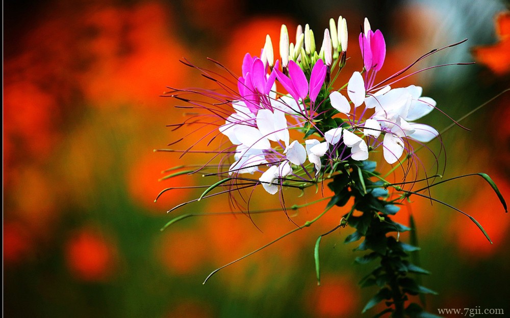植物醉蝶花的高清唯美壁纸图片