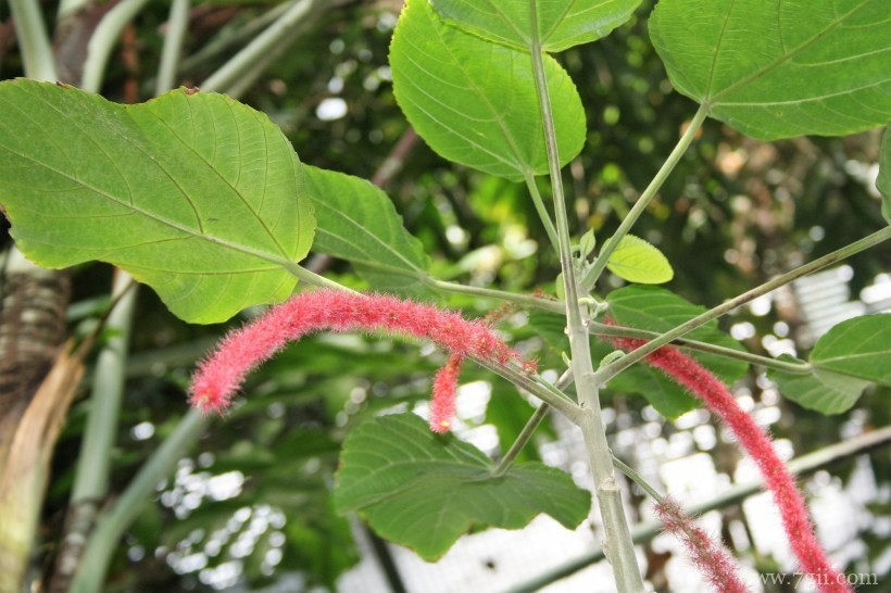 瑞士伯尔尼植物园形态各异的植物花卉风景图片